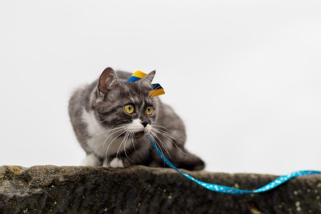 gray-cat-on-a-blue-leash